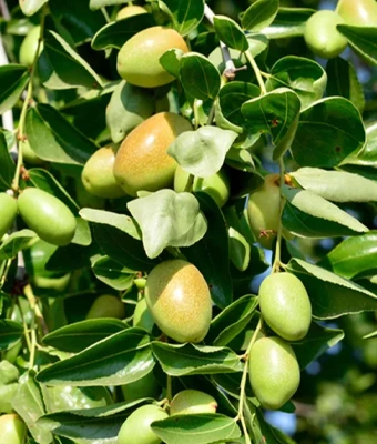 Jojoba Seed Oil | Ouqian